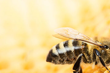 alimento para abejas