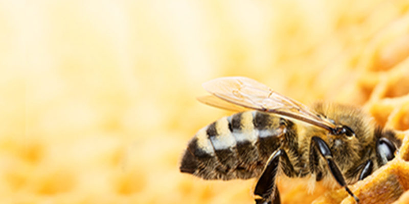 alimento para abejas